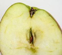 Borsdorfer æble